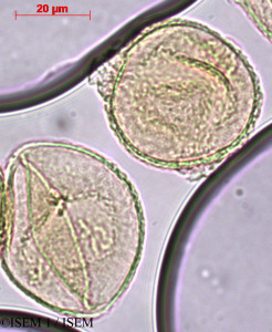 ISEM 1/Polylepis_racemosa_29466/Polylepis_racemosa_29466_0001(copy)_thumb.jpg